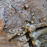 Palystes superciliosus